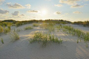 Dunes with Sun in Summer, Norderney, East Frisia Island, North Sea, Lower Saxony, Germany