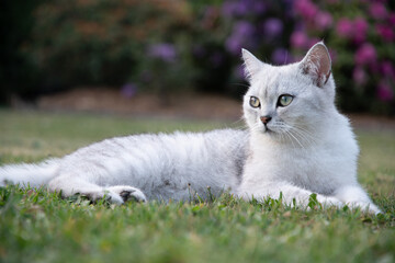 Naklejka na ściany i meble cute light gray scottish kitten lies peacefully on a green lawn and enjoy