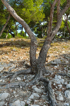 Pine Forest on Mediterranean Stone Coast in Summer, La Couronne, Martigues, Cote Bleue, Mediterranean Sea, Bouches-du-Rhone, Provence-Alpes-Cote d'Azur, France