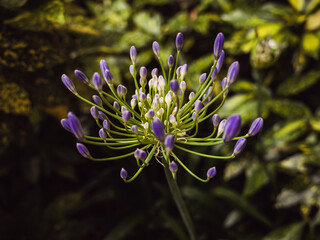 Agapanthus flower