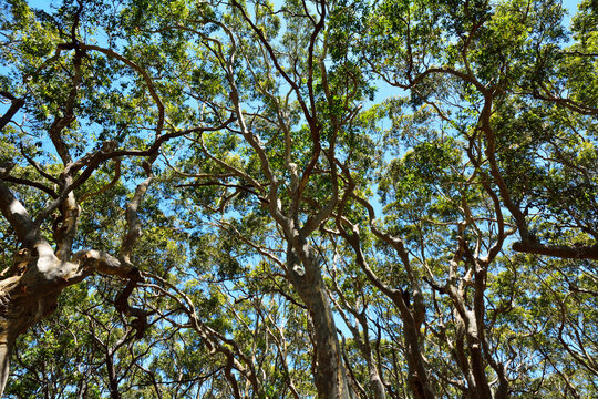 Eucalyptus Treetops, Benandarah, Murramarang National Park, New South Wales, Australia