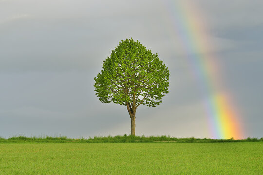 Maple Tree in Grain Field with Rainbow in Spring, Bad Mergentheim, Baden-Wurttemberg, Germany