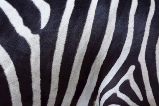 Close-up of Skin of Zebra