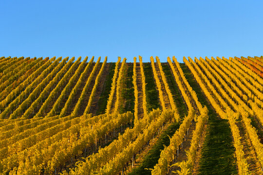 Colorful Vineyards in Autumn, Volkach, Maininsel, Alte Mainschleife, Mainfranken, Franconia, Bavaria, Germany