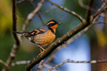 A Varied Thrush with black and orange feathers perched on a tree branch in Puyallup, Washington.