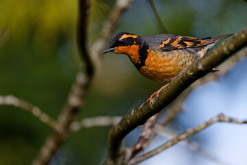 Varied Thrush perched on a tree branch in Puyallup, Washington.