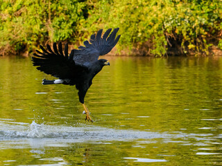 Great Black-Hawk holding fish in its talons and flying over river in Pantanal, Brazil 
