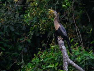Anhinga standing on log, closeup portrait on Pantanal, Brazil