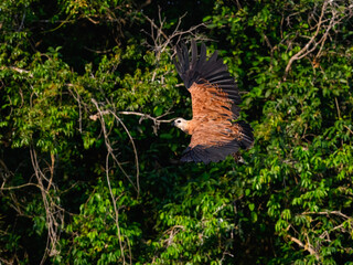 Black-collared Hawk in flight with fish against trees with green leaves