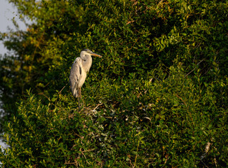 Cocoi Heron standing on tree branch  in Pantanal, Brazil