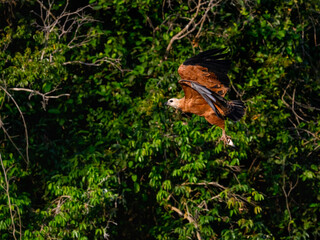Black-collared Hawk in flight with fish against trees with green leaves