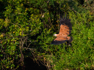Black-collared Hawk in flight with fish against trees with green leaves