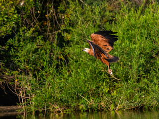 Fototapeta premium Black-collared Hawk in flight with fish against trees with green leaves