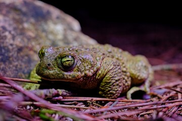 frog in the grass