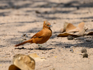 Rufous Cacholote foraging on the ground