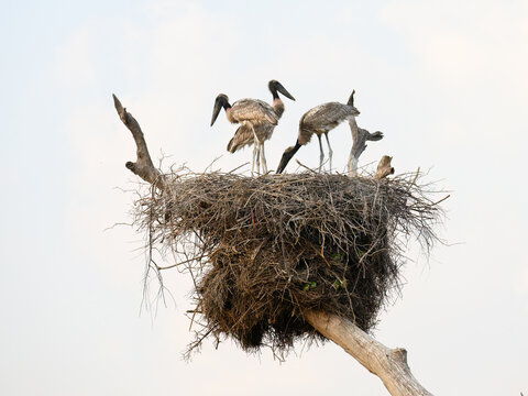 Three Jabiru chicks standing on the nest