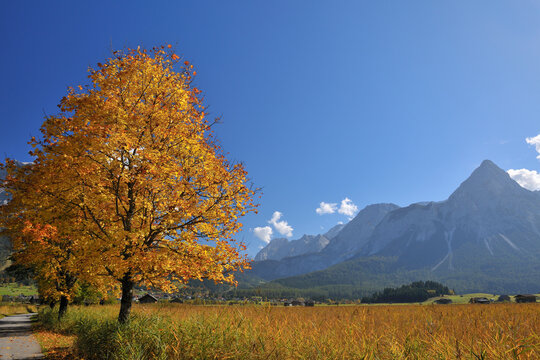Ehrwalder Sonnenspitze Mountain Range and Maple Tree in Autumn, Lermoos, Tyrol, Austria