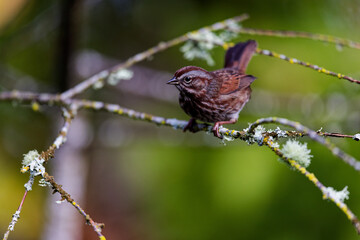 Song sparrow on a tree branch in Puyallup, Washington.