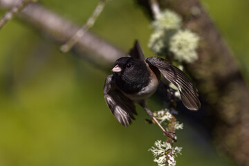 Dark-eyed Junco lifting off from a tree branch in Puyallup, Washington.