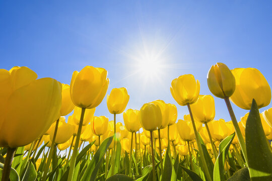 Yellow Tulips with Sun in Spring, Abbenes, North Holland, Netherlands