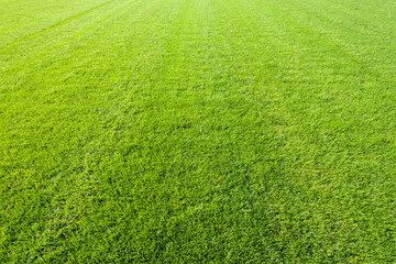 Green Grass, Gunzenhausen, Weissenburg-Gunzenhausen, Bavaria, Germany
