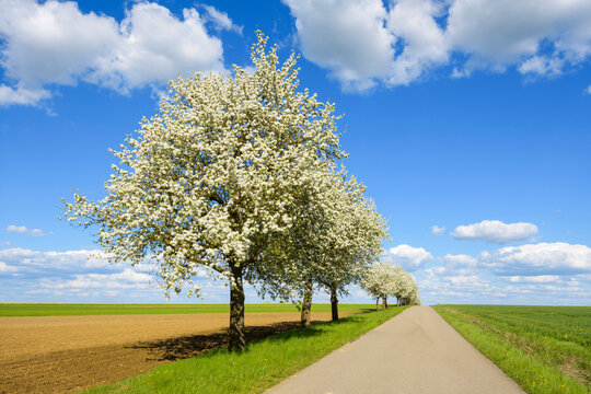 Country Road with Row of Pear Trees in Spring, Spielbach, Baden-Wurttemberg, Germany