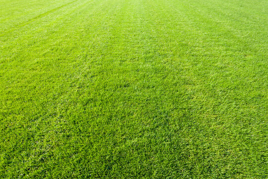 Green Grass, Gunzenhausen, Weissenburg-Gunzenhausen, Bavaria, Germany