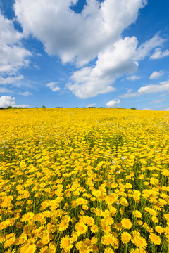 Field of Dyer's chamomile (Anthemis tinctoria) in summer at Guentersleben in Bavaria, Germany