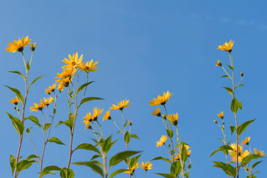 A row of Jerusalem artichokes with blossoms against a blue sky in Bavaria, Germany