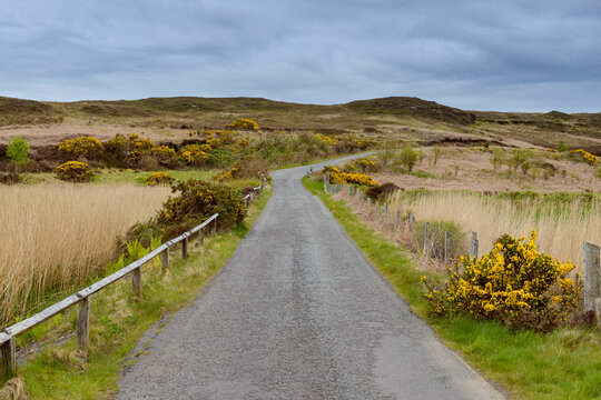 Road with gorse bushes in springtime at the village of Dunvegan on the Isle of Skye in Scotland, United Kingdom