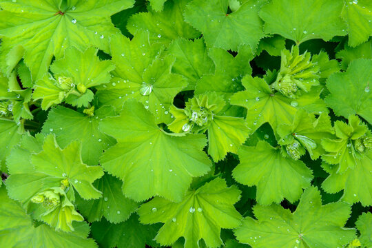 Close-up of fresh green leaves with water drops in springtime on the Isle of Skye in Scotland, United Kingdom