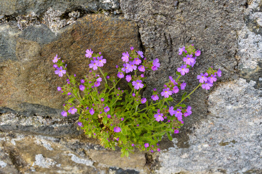Fototapeta Pink wild flower plant on stone wall on the Isle of Skye in Scotland, United Kingdom