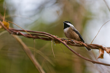 Obraz premium Black-capped Chickadee perched on a tree branch in Puyallup, Washington.
