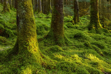 Strong mossy tree trunks and forest floor in a conifer forest at Loch Awe in Argyll and Bute in Scotland