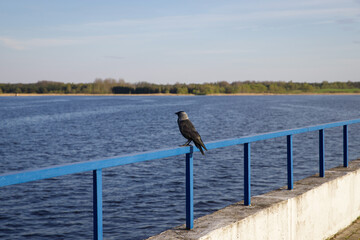 A black and gray bird sitting on the railing of the bridge and staring at the water.