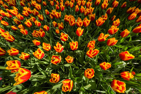Red and yellow variegated tulips in spring at the Keukenhof Gardens in Lisse, South Holland in the Netherlands