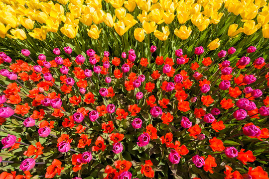 Assortment of colorful tulips in spring at the Keukenhof Gardens in Lisse, South Holland in the Netherlands
