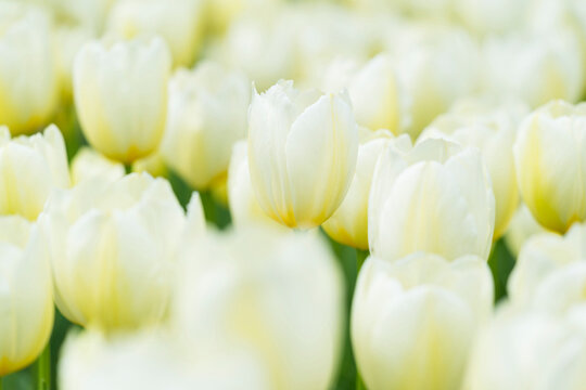 Close-up of white tulips in spring at the Keukenhof Gardens in Lisse, South Holland in the Netherlands