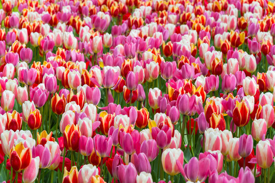 Colorful variegated tulips in spring at the Keukenhof Gardens in Lisse, South Holland in the Netherlands