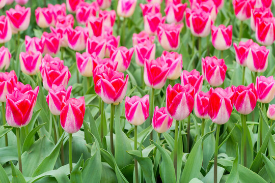 Colorful pink variegated tulips in spring at the Keukenhof Gardens in Lisse, South Holland in the Netherlands