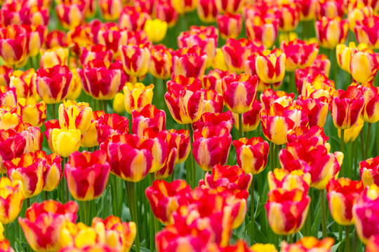 Red and yellow variegated tulips in spring at the Keukenhof Gardens in Lisse, South Holland in the Netherlands