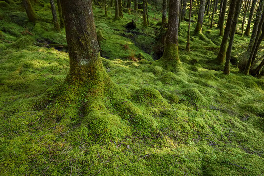 Strong mossy tree trunks and forest floor in a conifer forest at Loch Awe in Argyll and Bute in Scotland