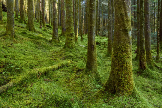 Strong mossy tree trunks and forest floor in a conifer forest at Loch Awe in Argyll and Bute in Scotland