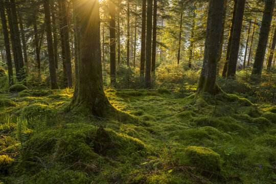 Moss covered ground and tree trunks in a conifer forest at sunset at Loch Awe in Argyll and Bute, Scotland
