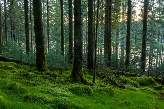 Conifer forest at dusk at Loch Awe in Argyll and Bute, Scotland