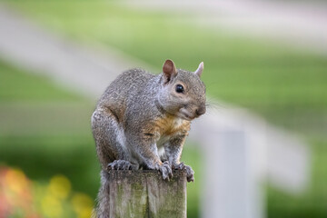 Squirrel the Gargoyle

Perched up and ready to pounce, this Gray Squirrel (Sciurus carolinensis) sits on a fence post, surveying its domain.  Nothing goes by this rodents careful notice