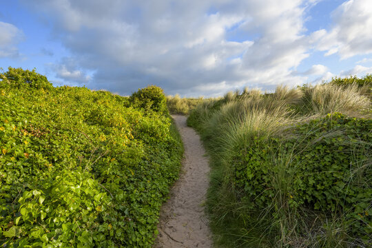 Pathway lined with ivy plants next to the sand dunes at Bamburgh in Northumberland, England, United Kingdom