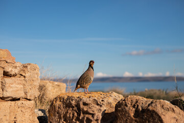 pajaro