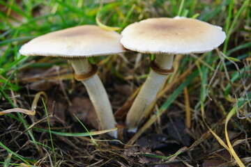 Flat headed brown mushrooms blooming in Autumn