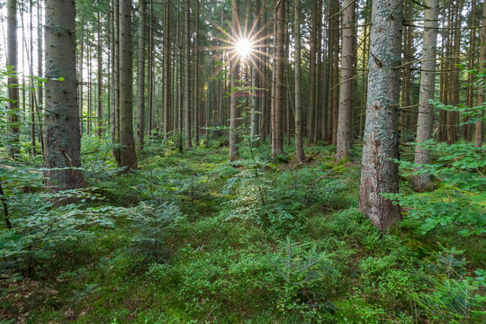 Forest with sun at Neuschoenau in the Bavarian Forest National Park in Bavaria, Germany
